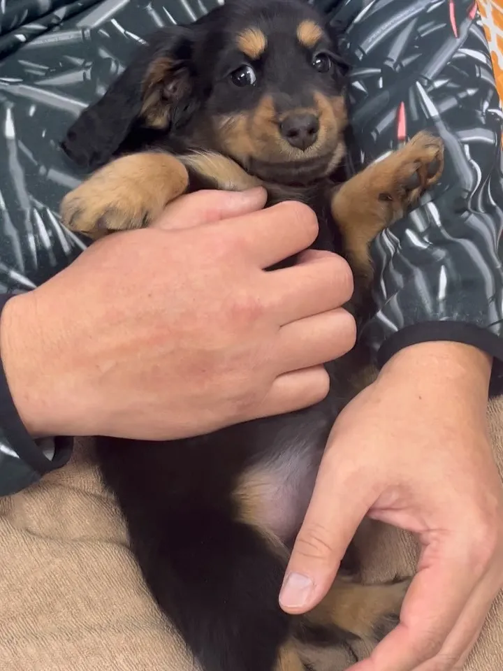 ブラックタン男の子のボク。