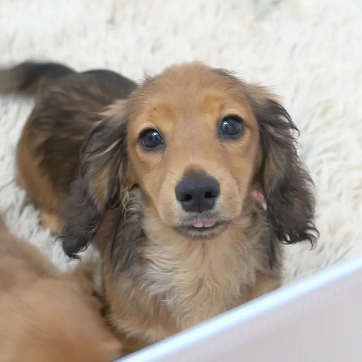 ミニチュアダックスフンド、元旦生まれのサイズの小さい男の子👦...