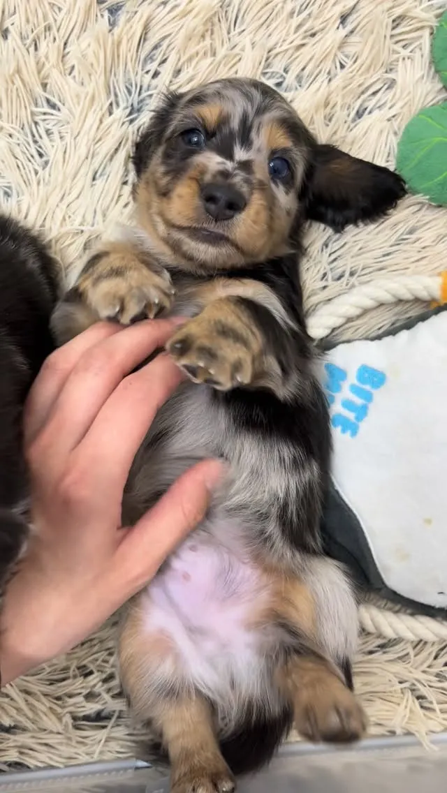 ゴロンして甘えるボク🥰💕