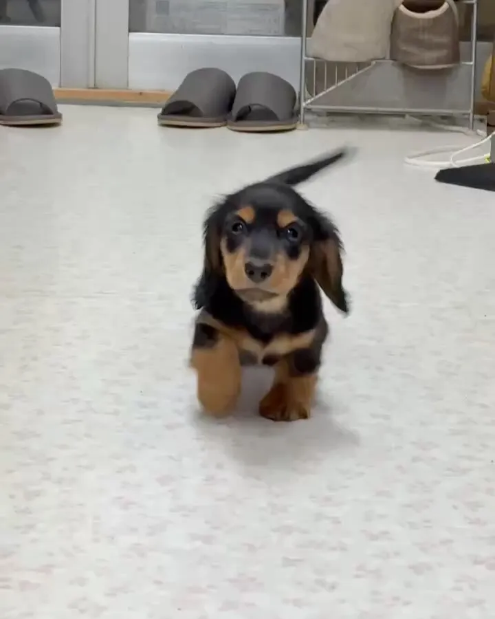 6月8日生まれBT女の子🐶